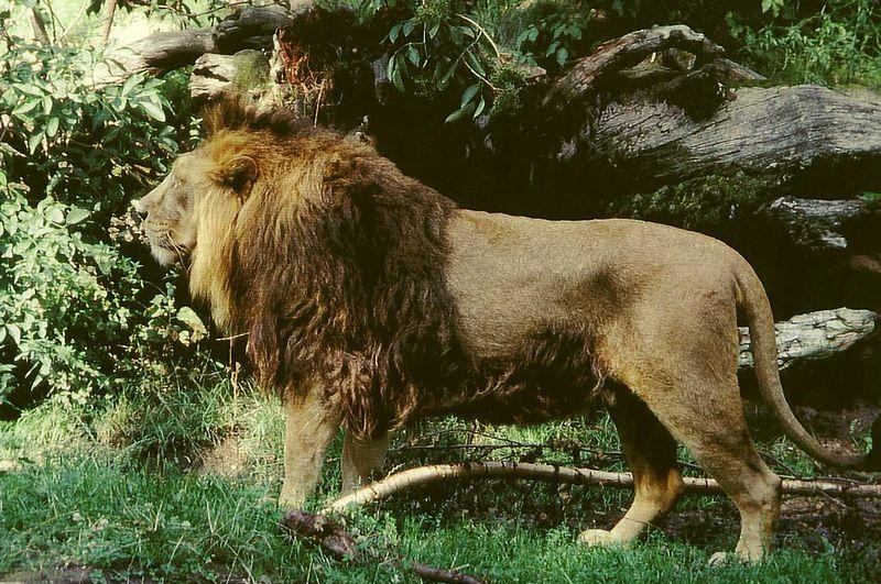 39. Азиатский лев сегодня обитает лишь в Индии