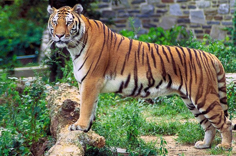 43. Бенгальский тигр, из-за деятельности браконьеров находящийся под угрозой вымирания