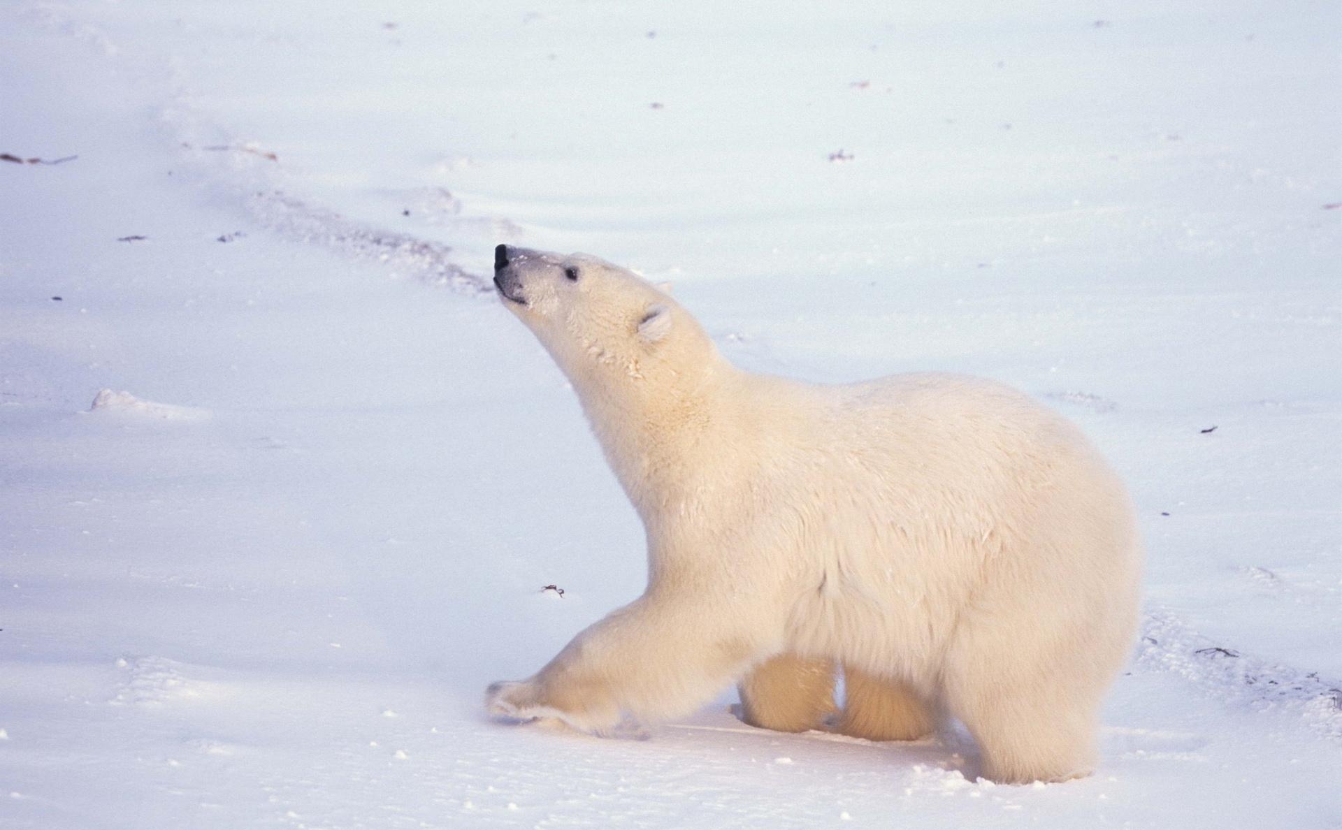 2. Белый медведь, символ Арктики