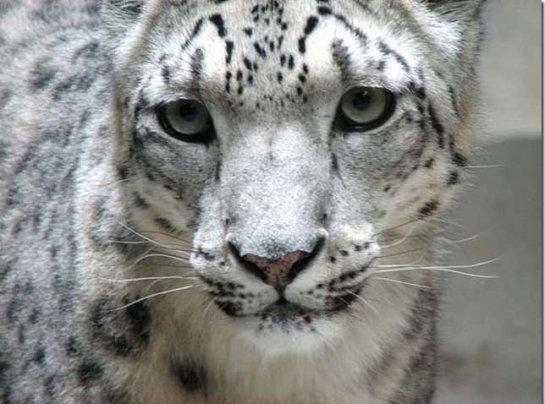 4. Снежный леопард