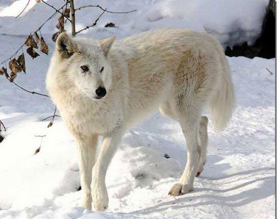 6. Полярный волк