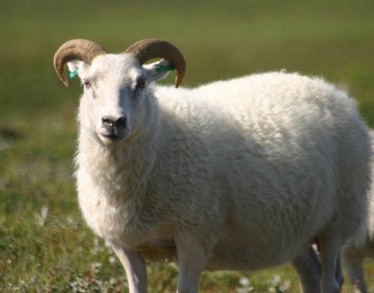 15. Исландская овца