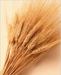 6. Колоски пшеницы