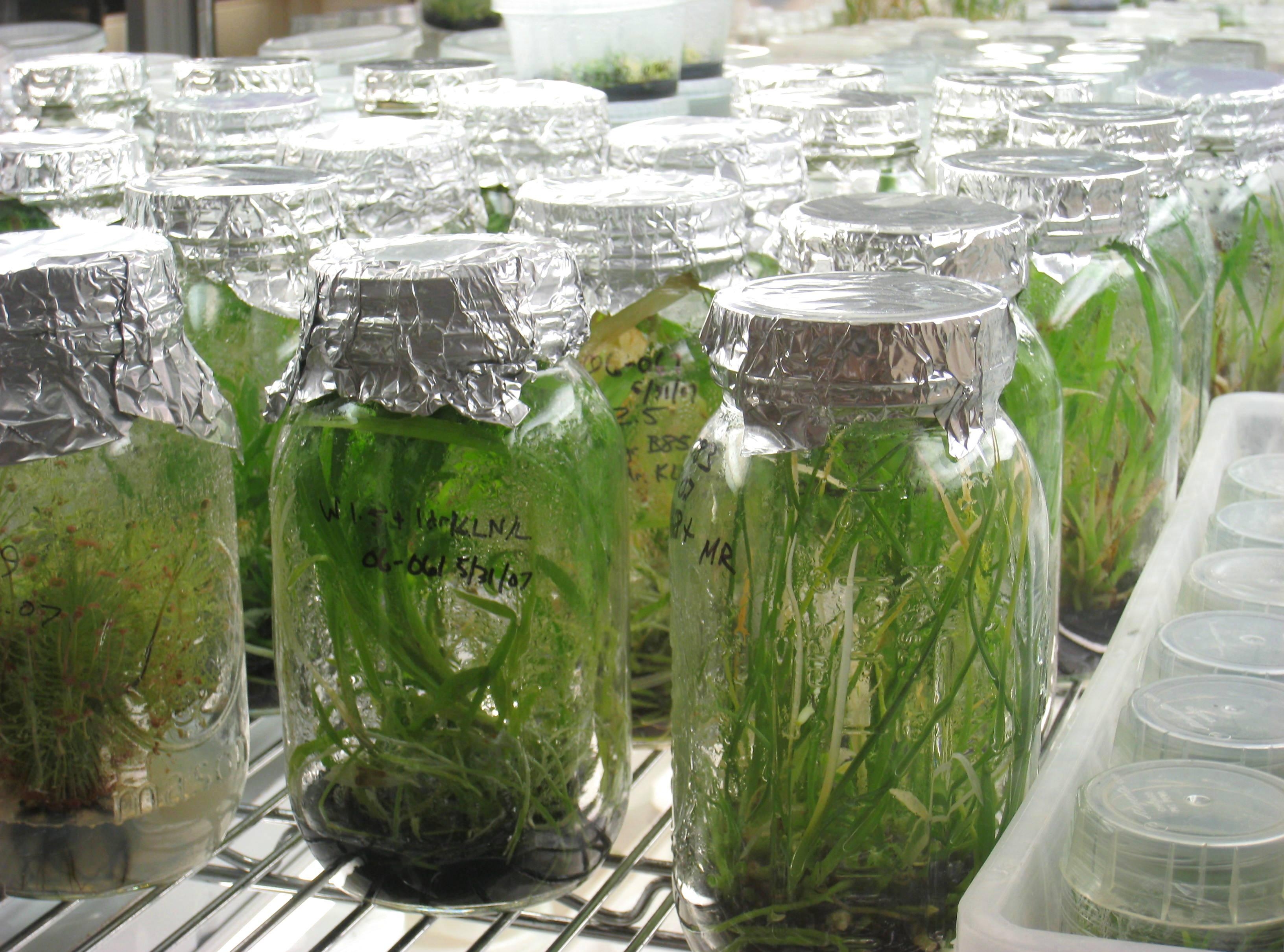 лаборатория по выращиванию растений