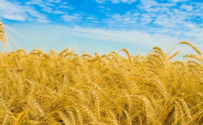 Цены на пшеницу, биржевая торговля