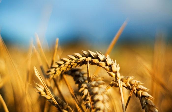 Рынок пшеницы, цена, биржевая торговля