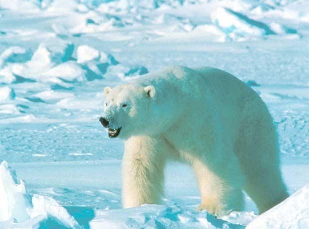 Экологический индикатор, белый медведь,индикатор благоприятной окружающей среды в Арктике