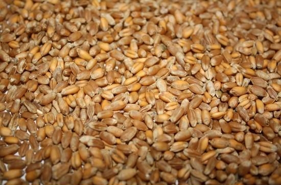 Зёрна пшеницы, биржевая торговля