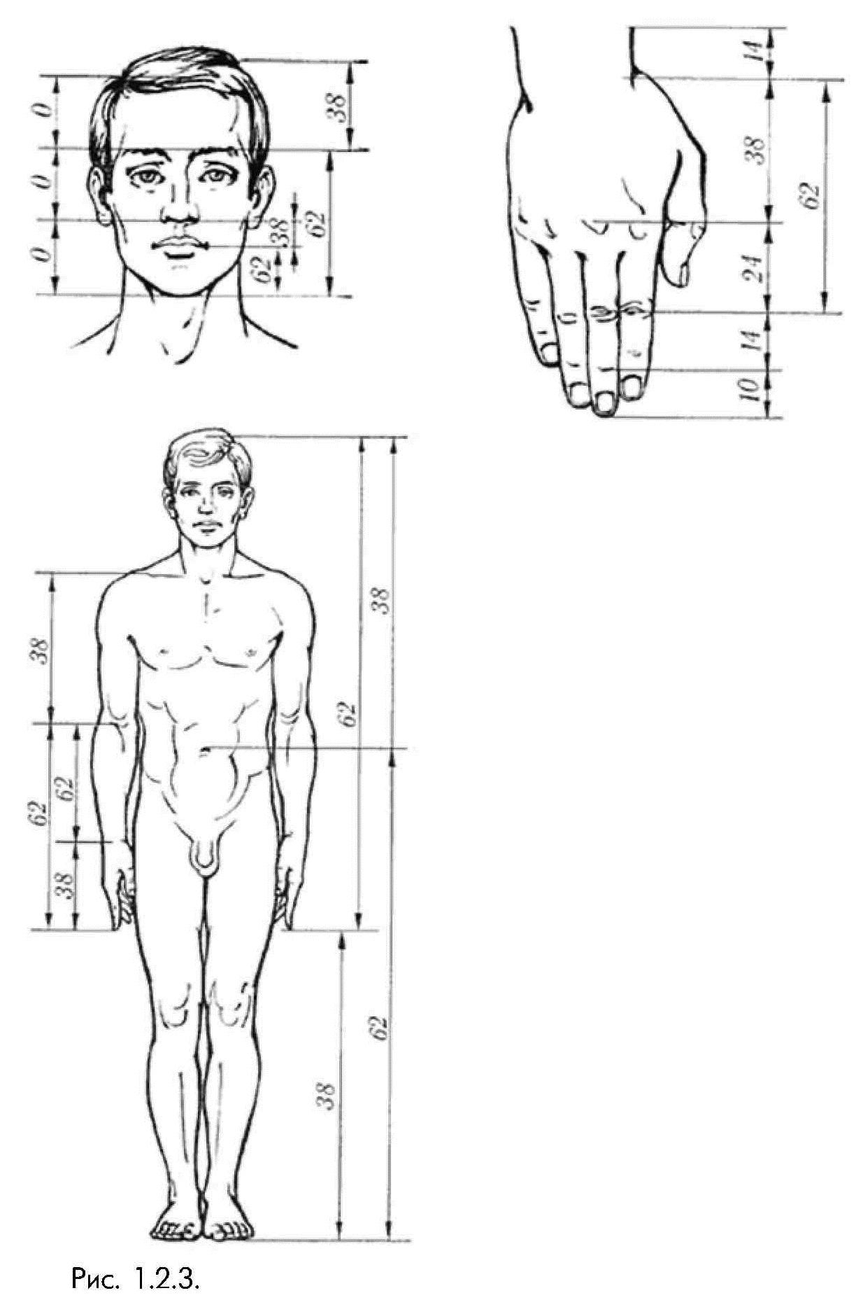 1_2_3_ пропорции человеческого тела с точки зрения Цейзинга