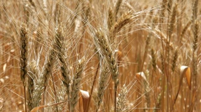 Твердый сорт пшеницы (commodity),который присутствует на американских биржах