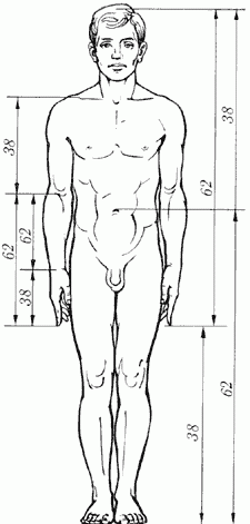 Золотые пропорции в частях тела человека