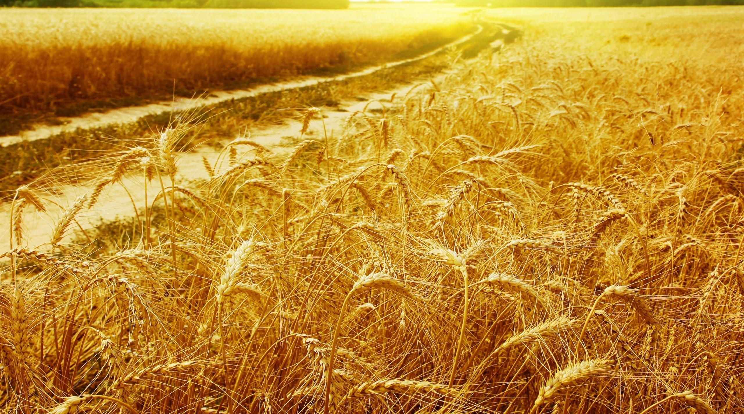 добыча зерна как предмет государственной монополии