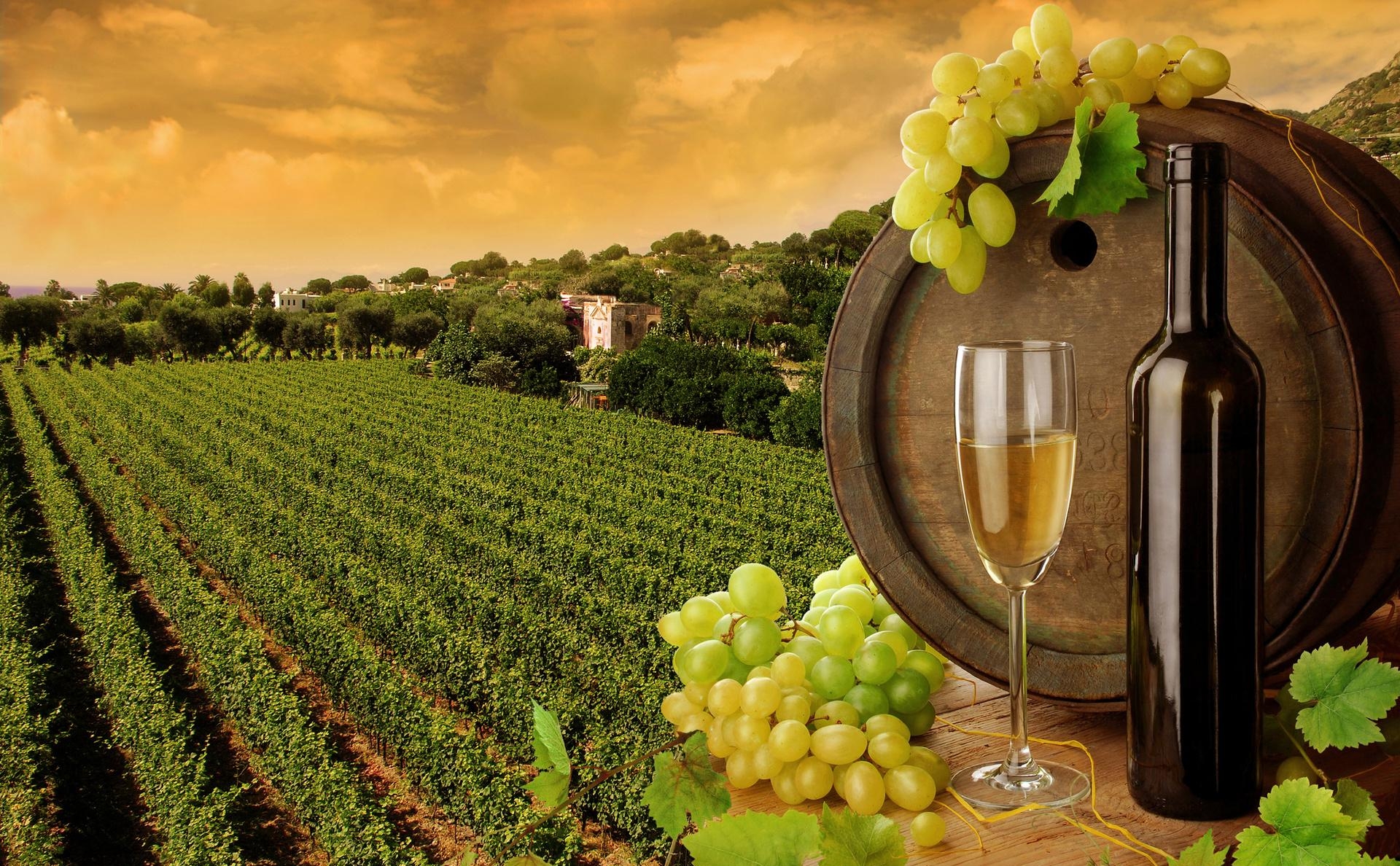 синдикат по выращиванию винограда и роизводству вина