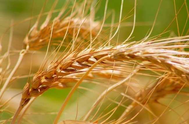 пшеница основная зерновая культура