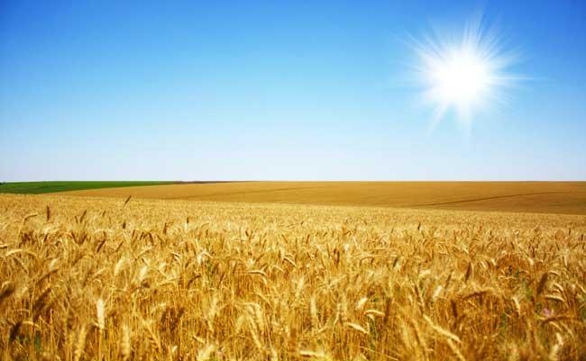 бесконечное пшеничное поле