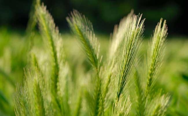 вссходы пшеницы