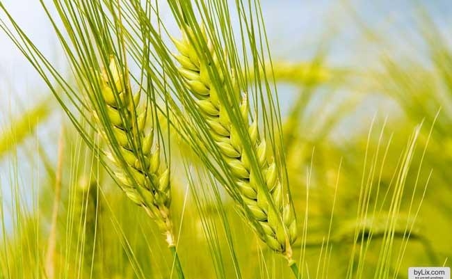 зеленая пшеница