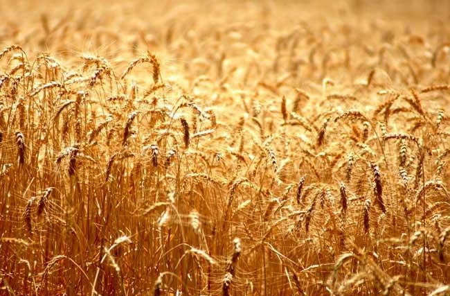 золотистая пшеница
