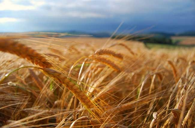 колосья пшеницы на поле