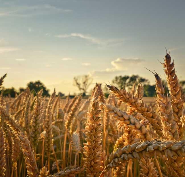 определение зерновых культур