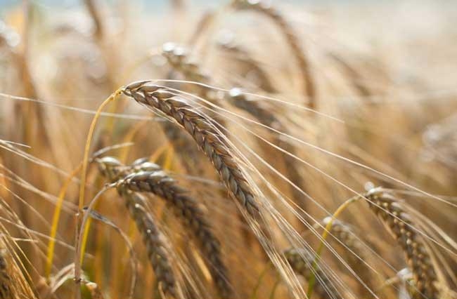 определение понятия пшеница