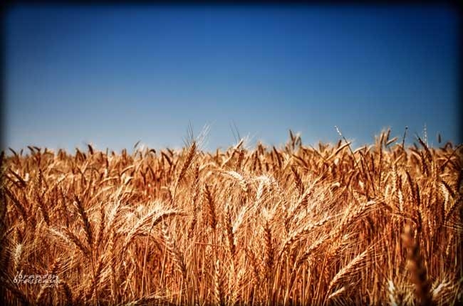 пшеница определение