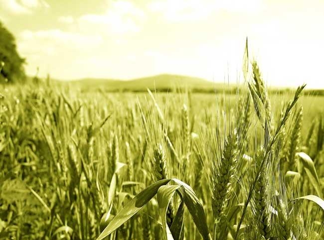 пшеничное-поле зеленая пшеница