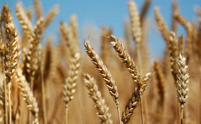 пшеничное-поле определение