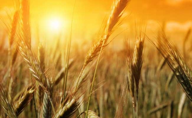 пшеничное-поле-фото