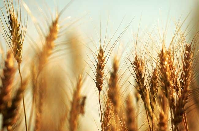 пшеничные колосья