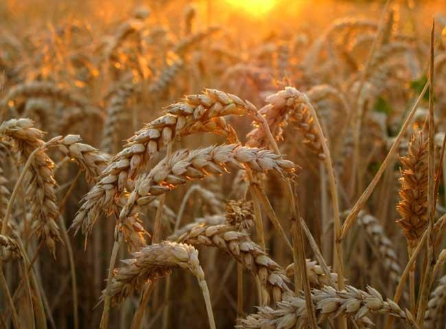 созревшая пшеница