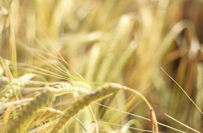 фотография пшеницы