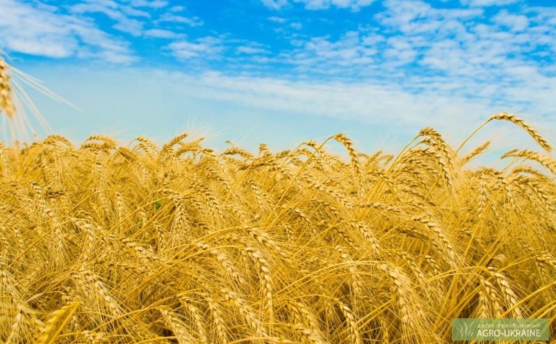 ботаническая классификация пшеницы