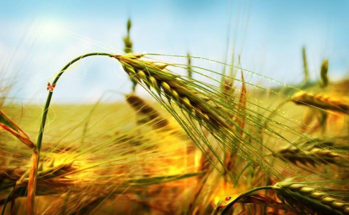 вызревание твердых сортов пшеницы