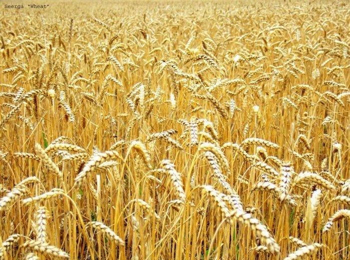 засаженное пшеничное поле