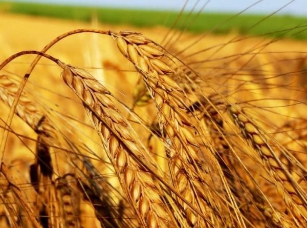 классификация пшеницы