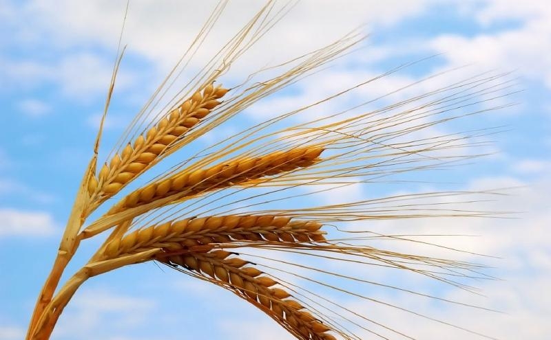 колосья созревшой пшеницы