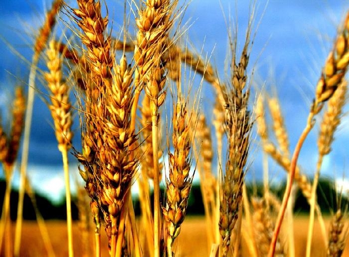 новый урожай пшеницы