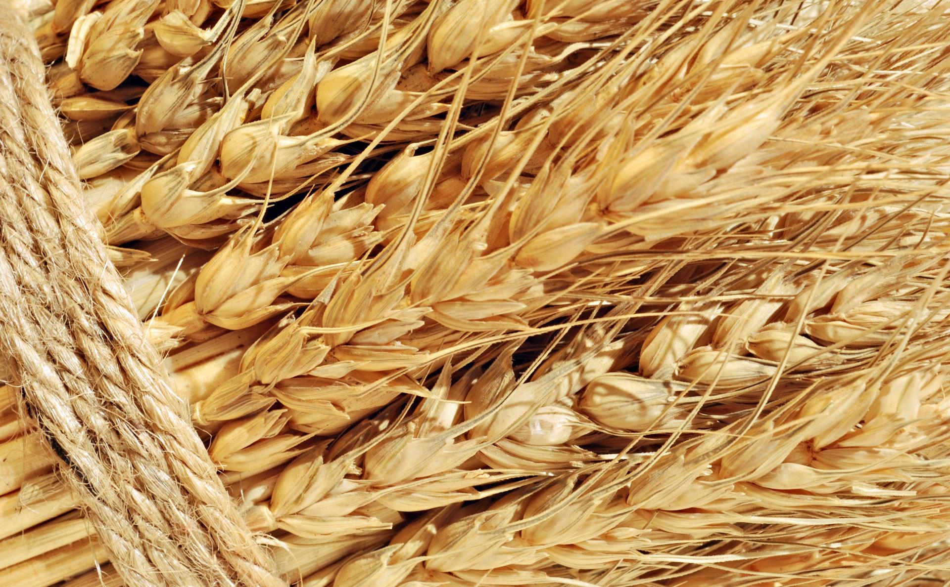 различные сорта пшеницы