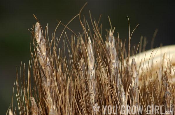 сорта пшеницы