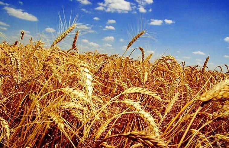 твердые сорта пшеницы