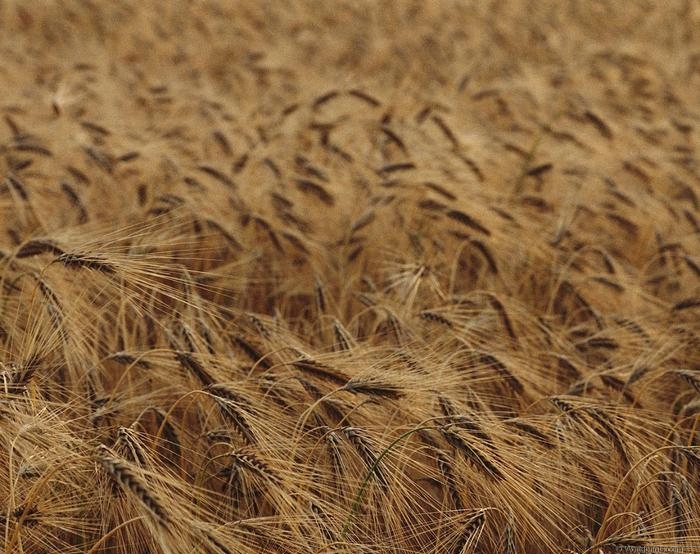 ботаническое описание мягкой пшеницы