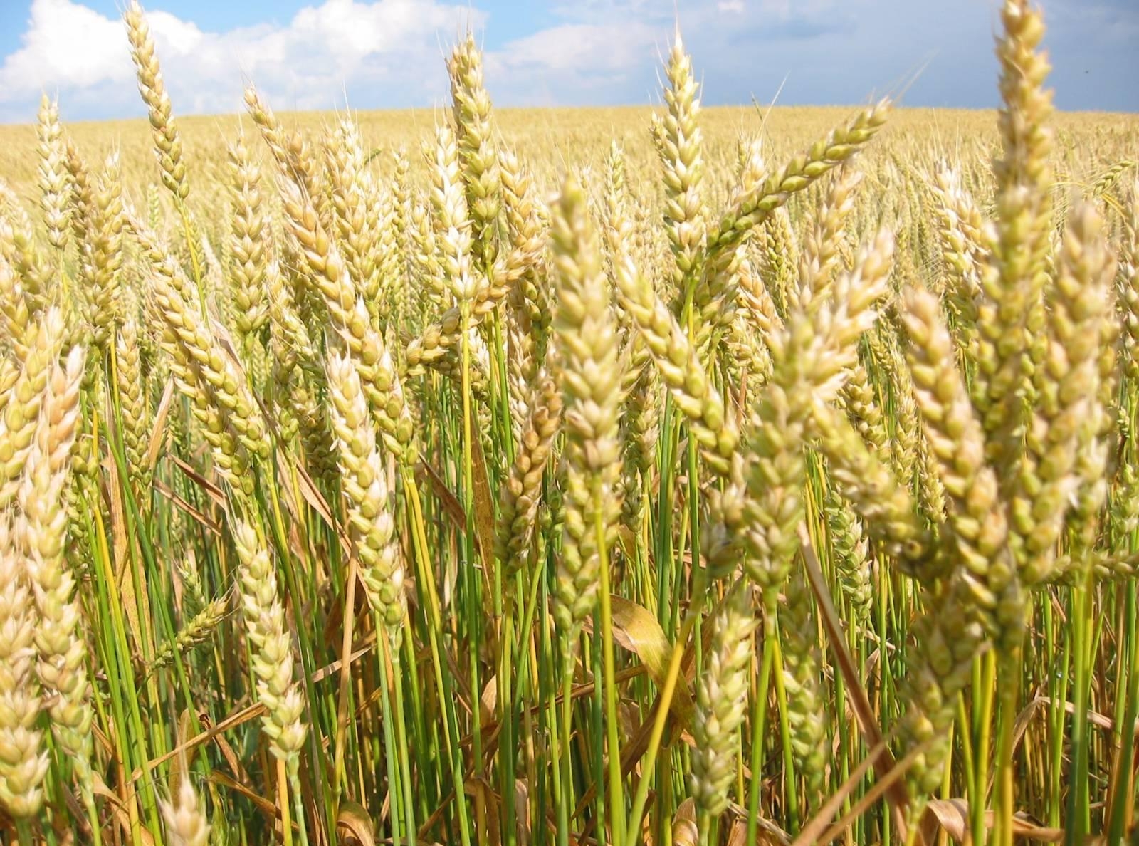 состав пшеницы летней