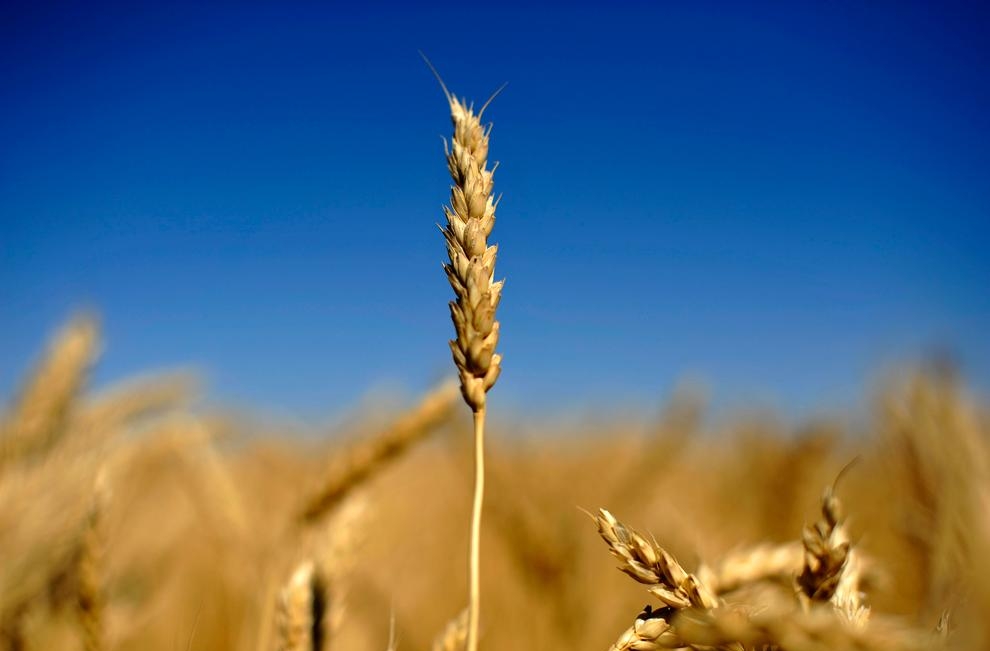 классификация пшеницы польской