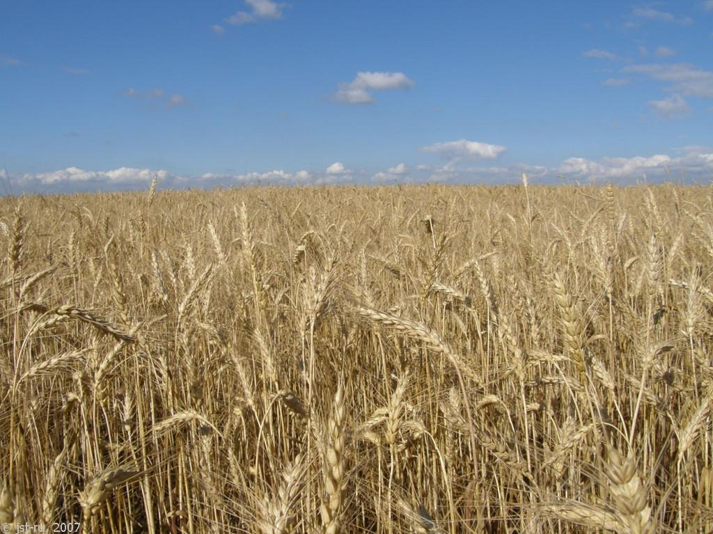 классификация пшеницы озимой