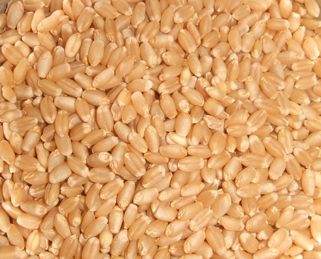 сбор урожая пшеницы яровой
