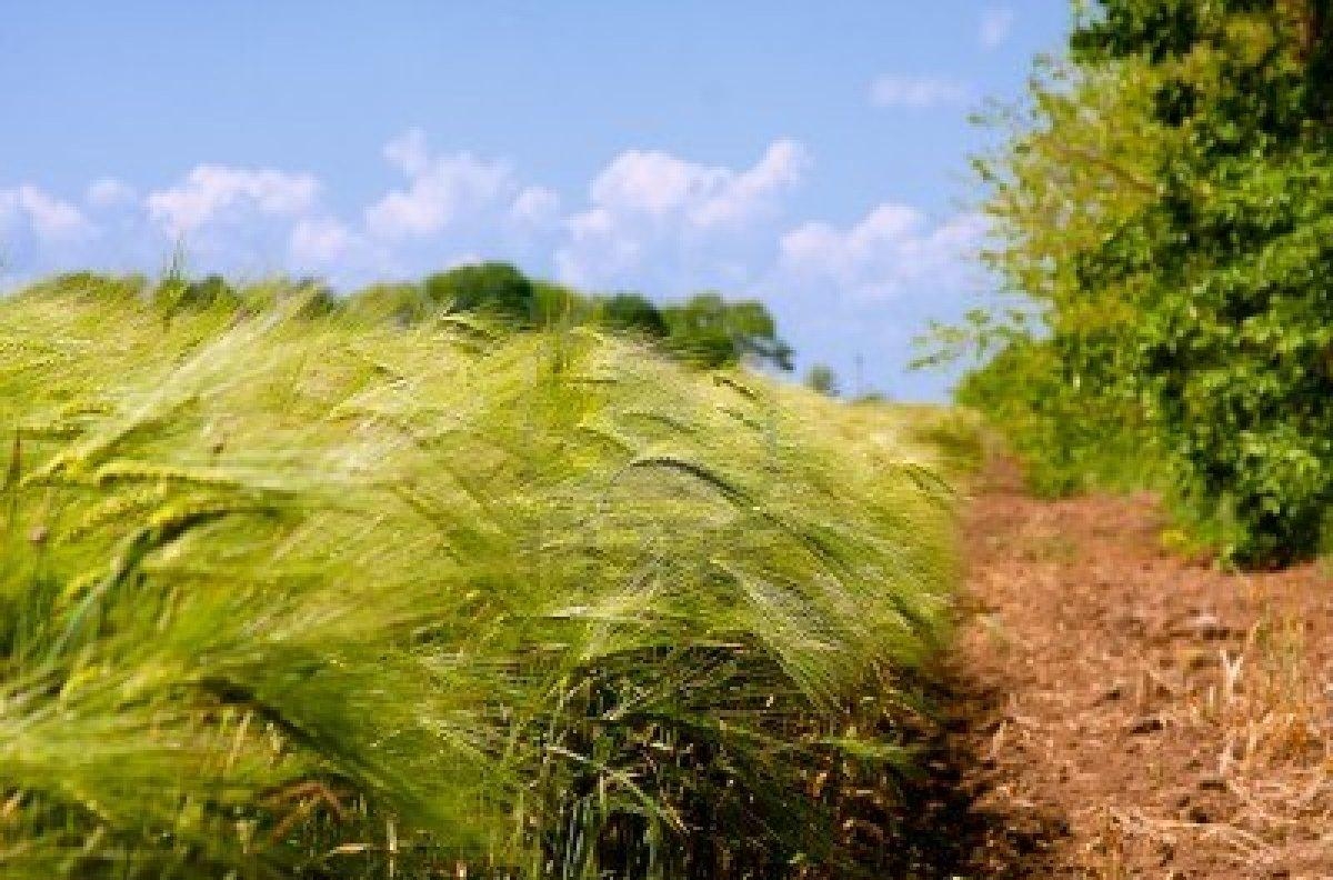 использование пшеницы яровой