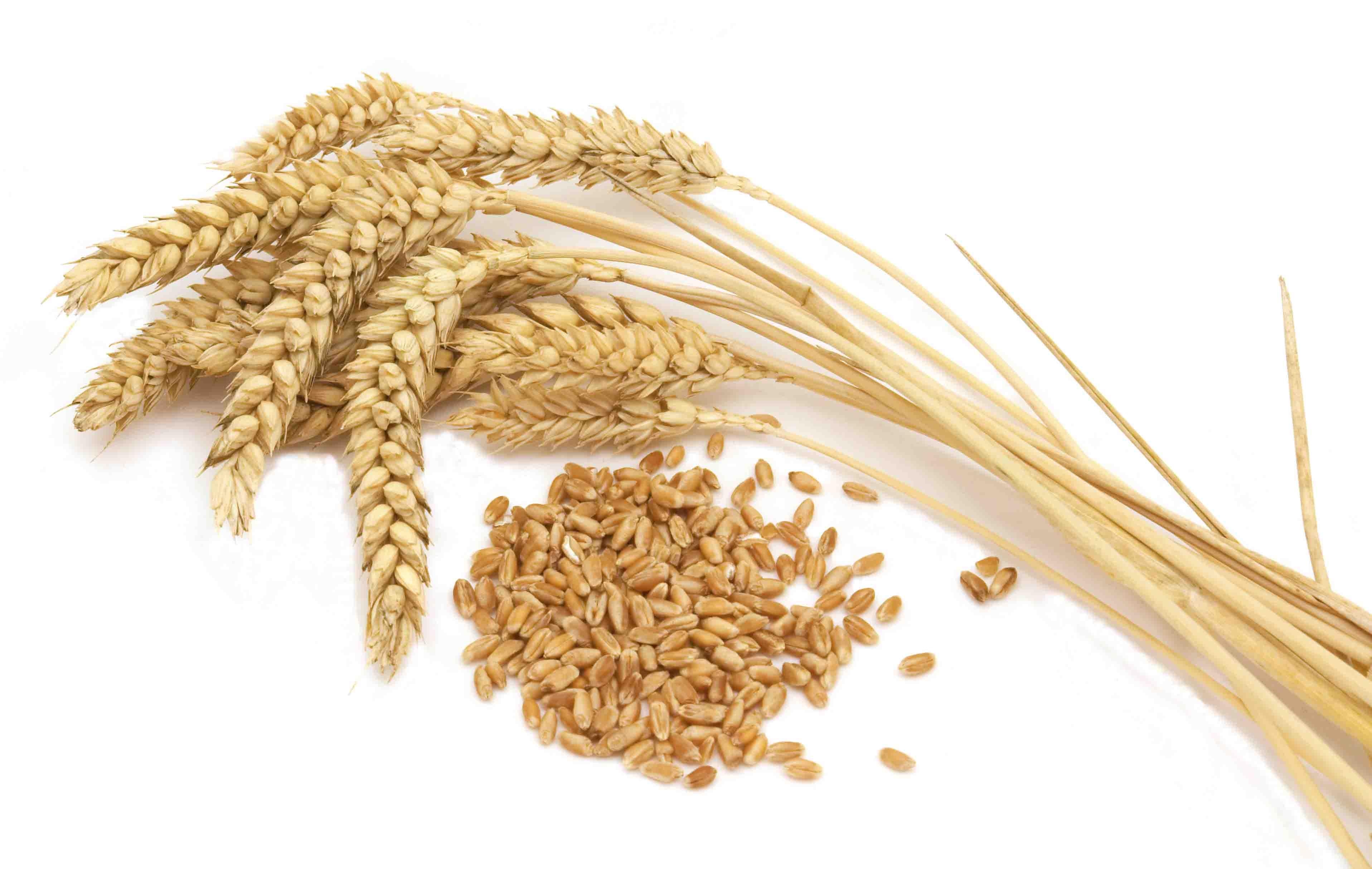 использование пшеницы твёрдой