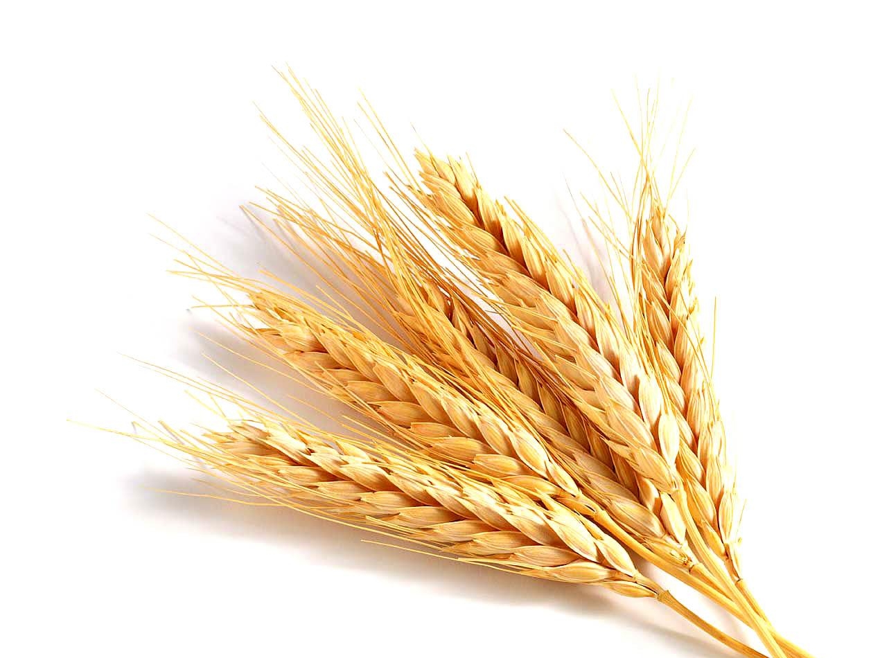 структура пшеницы мягкой