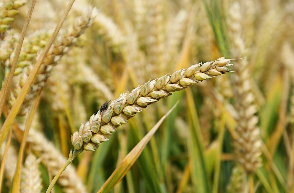 особенности пшеницы спельты